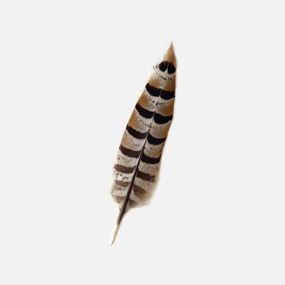 hat feather
